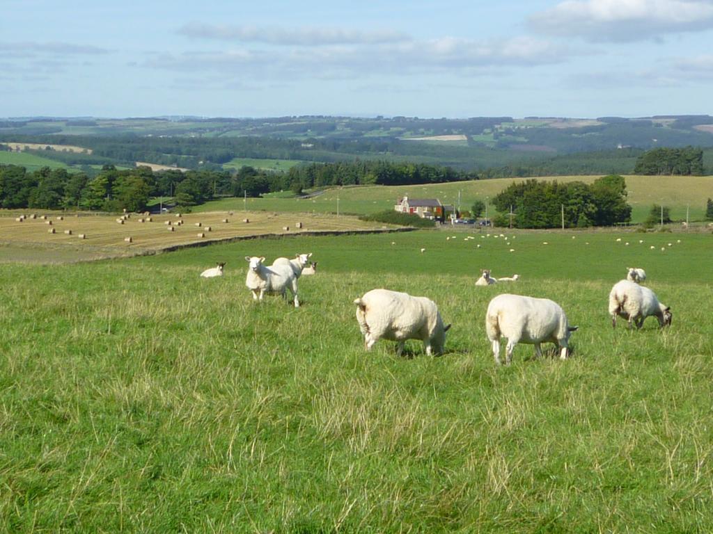 Rye Hill Farm Hexham Exterior foto