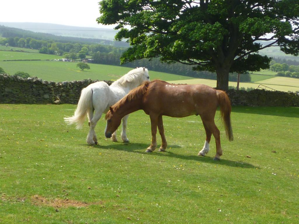 Rye Hill Farm Hexham Exterior foto
